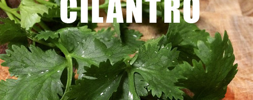 Superfood: Savory Cilantro (or coriander)
