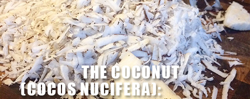 The Coconut (Cocos Nucifera):Tree of Life